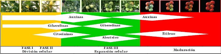 Las Hormonas Vegetales En Las Plantas Intagri Sc